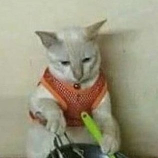 Internet Cat Machine Profile