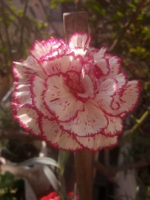 AnjanaMaharja15's profile picture. Ok