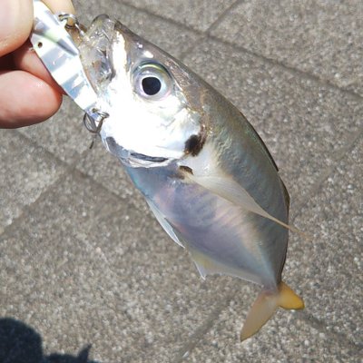 たっけと ダイソーサビキ三本針 2セットタイプ 左 があってジグサビキにちょうどよいかと思ったけど従来 右 と比べてエダスの長さが半分いかになってる ダメだ