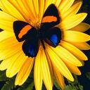 Olga Bondar - @Olga_nsk - Twitter