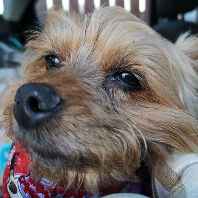 fatpickle's profile picture. plate car driver 80's music and absolute radio fan and red dwarf fanatic Instagram @realfatpickle