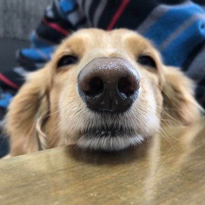 ハンドメイド犬服bowwow Bowwowhandmade Twitter