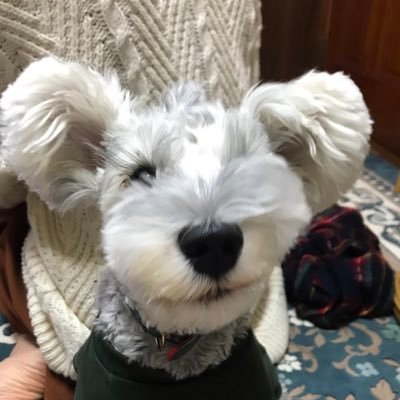 rinqma's profile picture. 