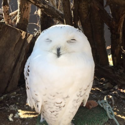 KotoniLove's profile picture. 