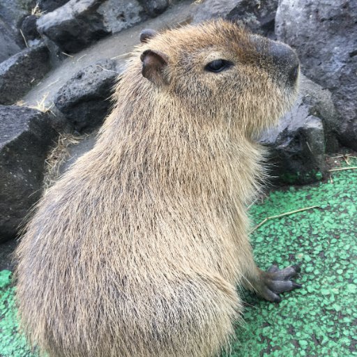 lamukko's profile picture. DXに貢献するアナログ人類