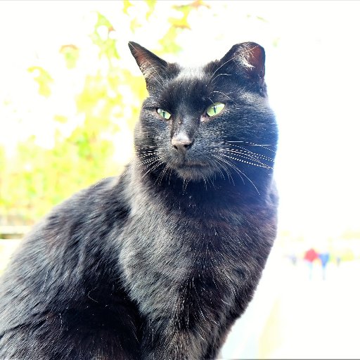 Purring my way through life outside @library_MU @MaynoothUni - Unofficial account.  @MULibraryCat@mastodon.ie