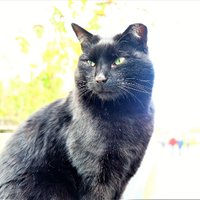 MU Library Cat (@mulibrarycat) 's Twitter Profile Photo MU Library Cat (@mulibrarycat) 's Twitter Profile Photo