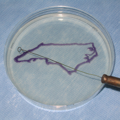 NCSU_Microbio's profile picture. The purpose of this Twitter account is to keep NCSU Microbiology majors informed about job/internship opportunities, deadlines, seminars, new courses, &c.