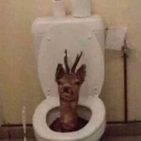 dark souls toilet Profile