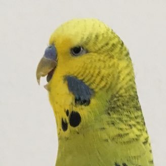 BirdGrumpy Profile Picture