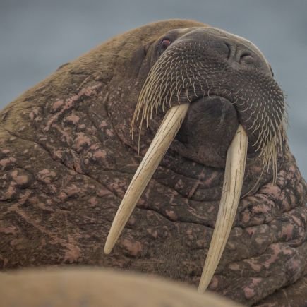@walrusoperator