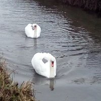 Antonio Vincenzo Lal (@lallivincenzo) 's Twitter Profile Photo