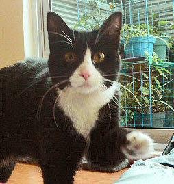 gatafama's profile picture. El gato apareció un día y desde entonces siempre estuvo allí, tuiteando.