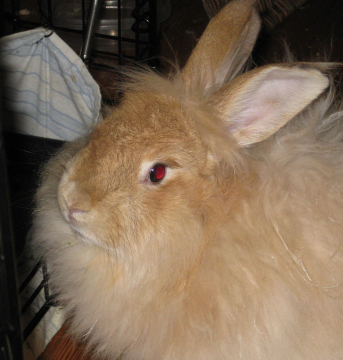 Fenway_'s profile picture. I am @circusrunaway's little fuzzy angora rabbit.