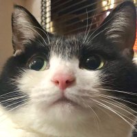 猫専務 (@nyantarouk) 's Twitter Profile