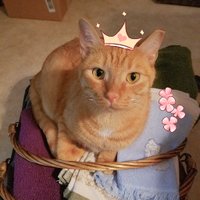 Cass / Chey (@thecassassin) 's Twitter Profile