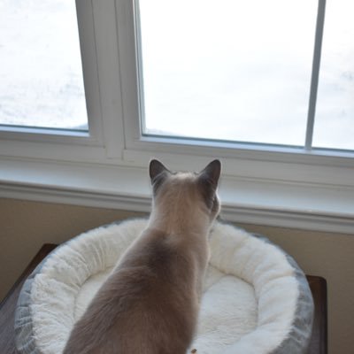 BlueTippedJag's profile picture. 