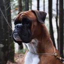 Luna Ray Boxers - @Malaikah714 - Twitter