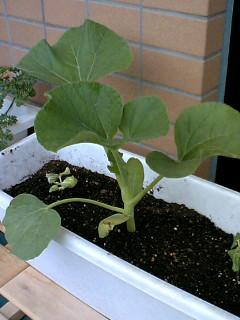 konta2000's profile picture. 笑いの取れるエンジニアを目指し日々精進しています。身になる話はあまりしないと思います。。Ninja400🏍️乗りです。