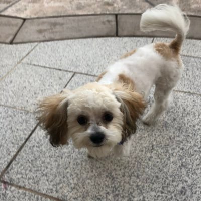 EeveeSpirit's profile picture. Trash, just complete trash