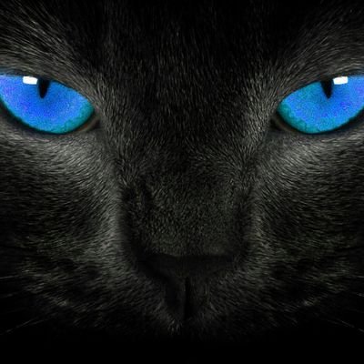 Nocturnal~Black~Catさんのプロフィール画像