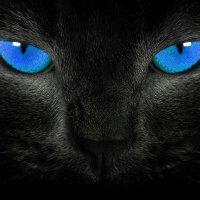 Nocturnal~Black~Cat(@irregularjoe) 's Twitter Profile Photo