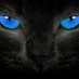 Nocturnal~Black~Cat (@irregularjoe) Twitter profile photo