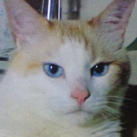 留吉 (@tigers2353) 's Twitter Profile Photo