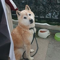 KORG(コルグ） (@nipper2018) 's Twitter Profile Photo