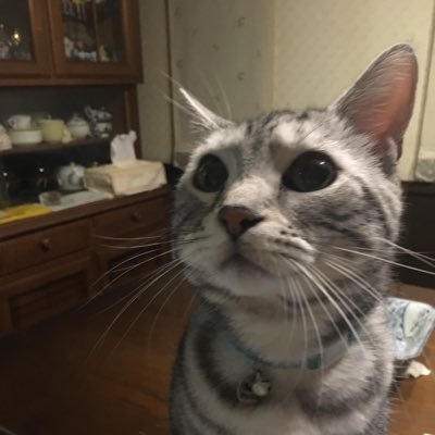 haohmaru11's profile picture.