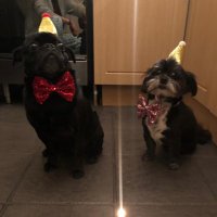 Gem Sheps (@gemsheps10) 's Twitter Profile