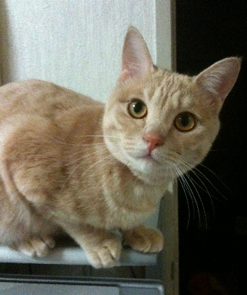 うちの猫ファン太の鳴き声などを1時間毎にランダム投稿するbot。
ファン太が誤ってタイピングした意味不明の文字列も流れますが故障ではありません。
リプライくれたら数分後に適当に返事をするから自由に解釈してね。