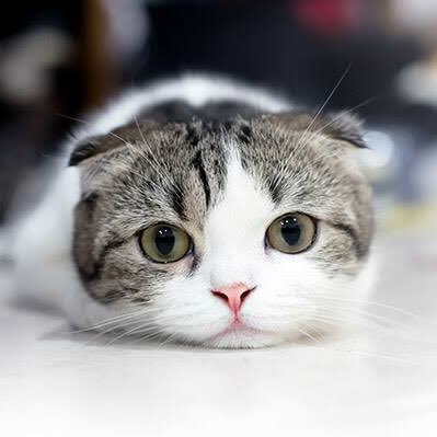 猫探し中です！ ご協力何卒おねがいします！！ 探している猫の詳細は、こちらのアカで確認お願いしまっす！https://t.co/Th3BPji2hK