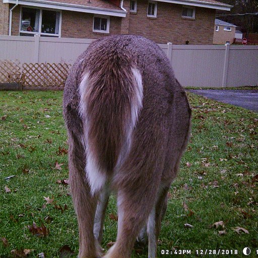 Trail cam pics of the wildlife in my backyard