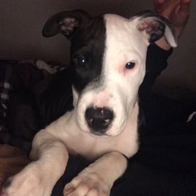 SchradTyler's profile picture. 