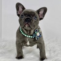 STRIKER French Bulldog (@strikerfrenchie) Twitter profile photo