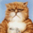 dorotokuhirube's profile image