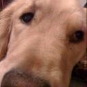 Peter Gambardella - @DocteurVin - Twitter