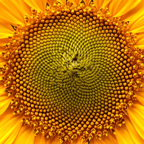 dgrdetti's profile picture. 