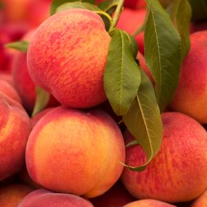 TasmaniaProduce's profile picture. Tasmanian Farm Produce