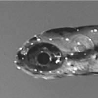 Coffin Lab (@coffinlab) 's Twitter Profile
