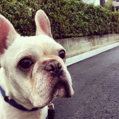 ごくたまになんて事ないことをつぶやきます。泉州出身。愛犬はフレンチブル。