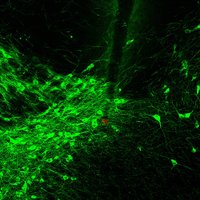 Synapse (@neurolasso) 's Twitter Profile