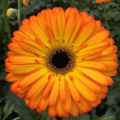 Three generation family business. Gerbera Daisy growers in British Columbia. Did you know that you can buy our Gerbera Daisy's direct from our greenhouse?