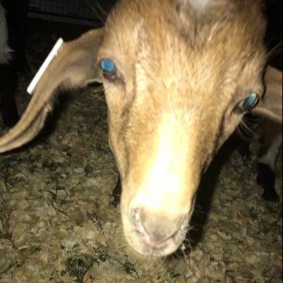 supercooper1229's profile picture. Don’t follow your dreams follow me