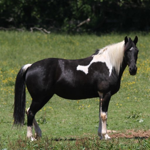 Photographer who enjoys capturing a special moment in life. Animals, landscape, people and places. #horses #animals #landscape #photo #photography