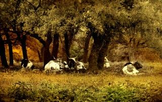 banderatx78003's profile picture. 