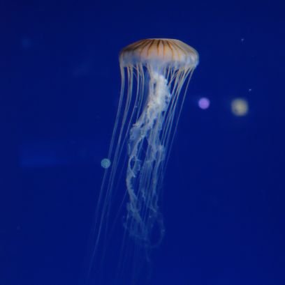 hashiru_kurage's profile picture. 最近ほぼ車乗りのバイク乗り、時々腕時計なくらげ好き。 でも美味しいごはんの方がも〜っと好きです。愛車はトライアンフ スピードトリプル1050とプジョー 408 GT HYBRID First Edition。