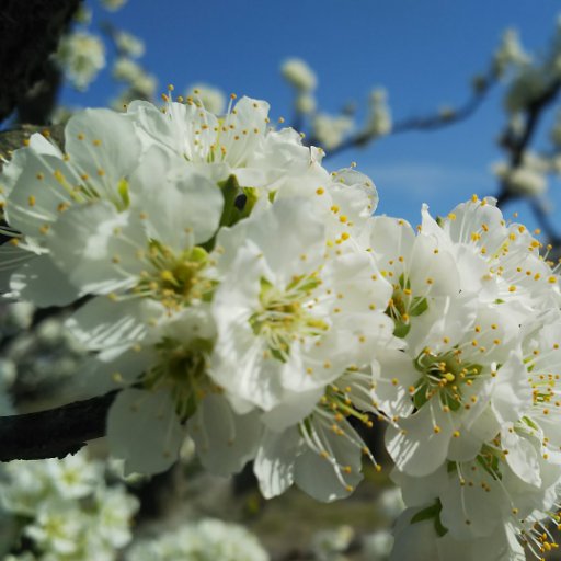 inakaandhuukei's profile picture. 田舎と都会を行き来しています。その中での身の回りの画像をツイートしています。フォローしてもらえたらうれしいです！