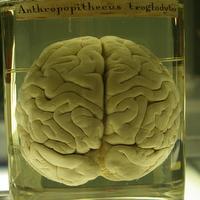 The twitterings of what might be going on in the jumbled brain of David Tredinnick MP.